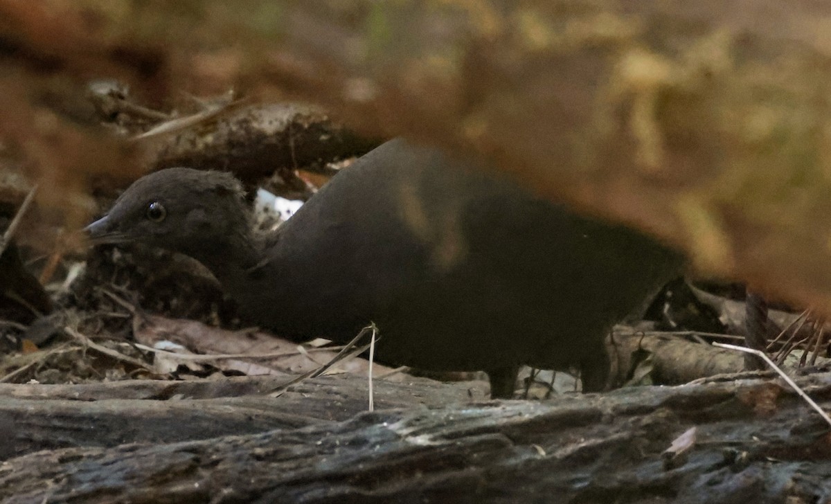 Cinereous Tinamou - ML643936770