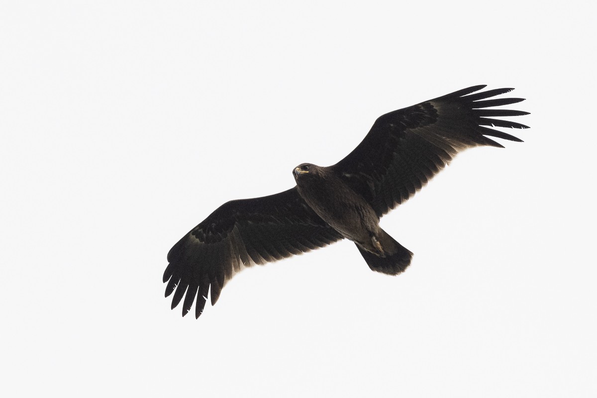 Greater Spotted Eagle - ML643936787