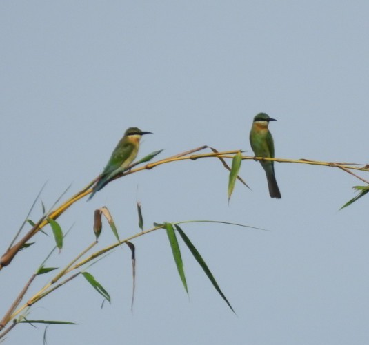 Blue-tailed Bee-eater - ML643936788