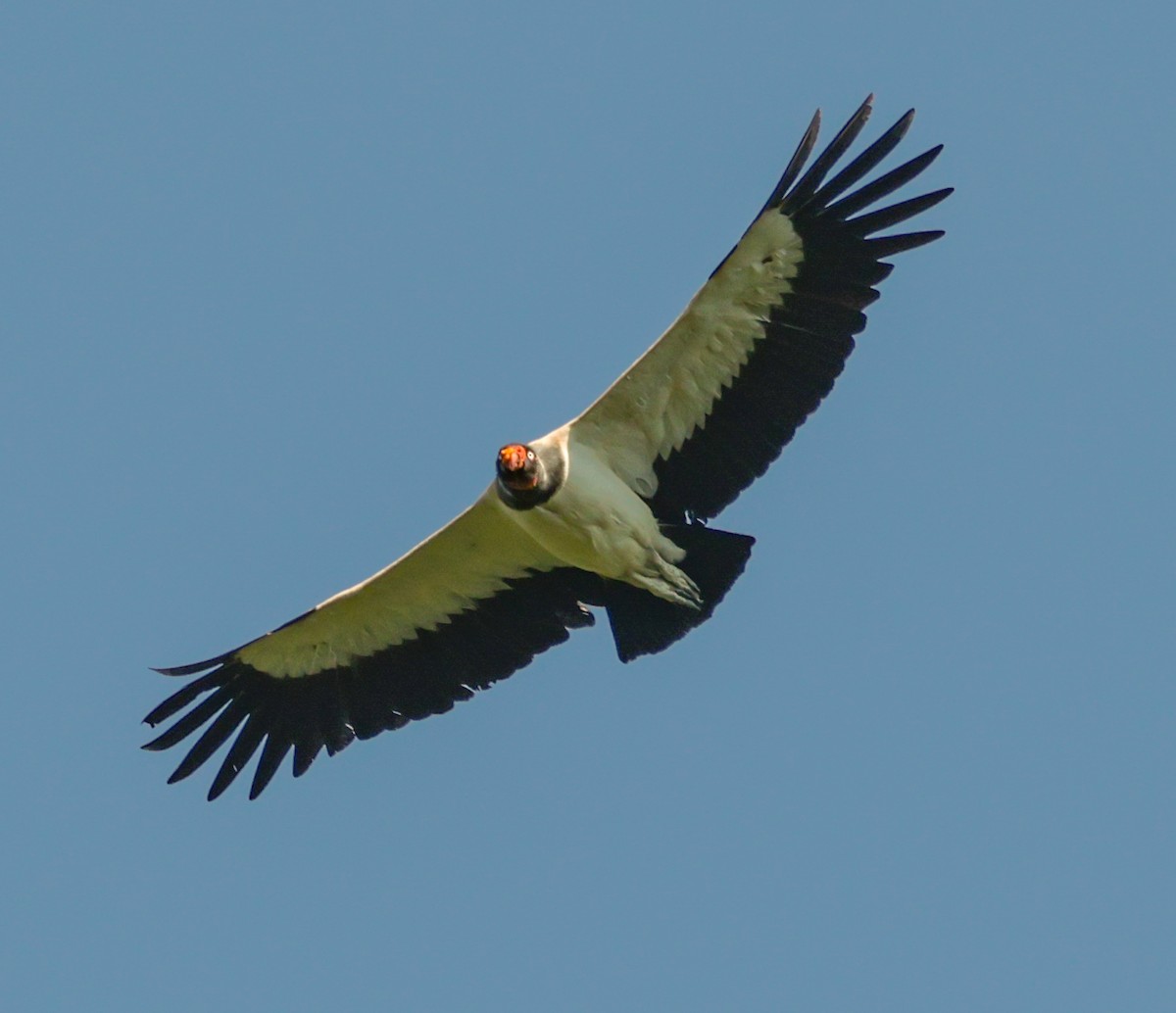 King Vulture - ML643936805