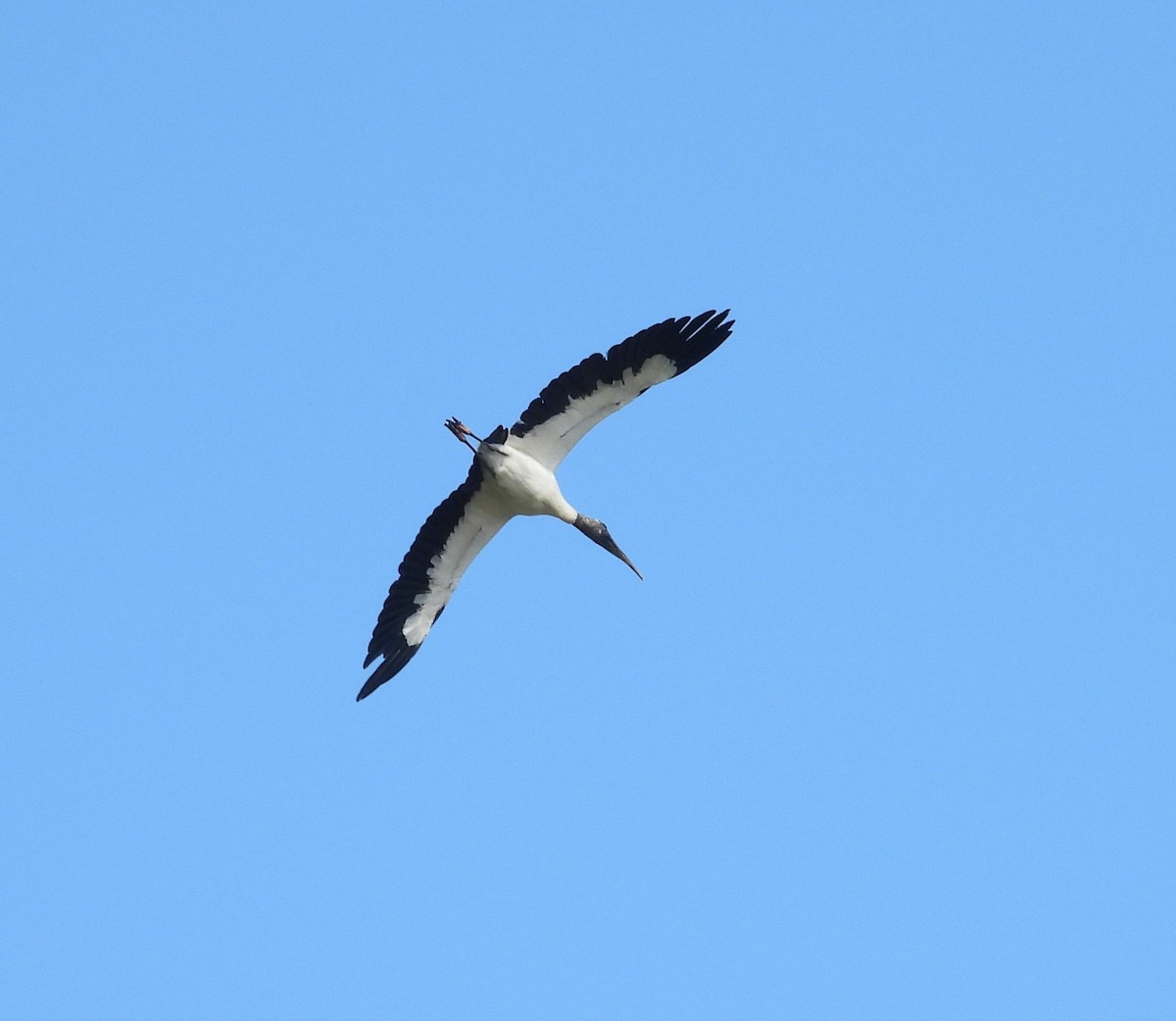 Wood Stork - ML643936831