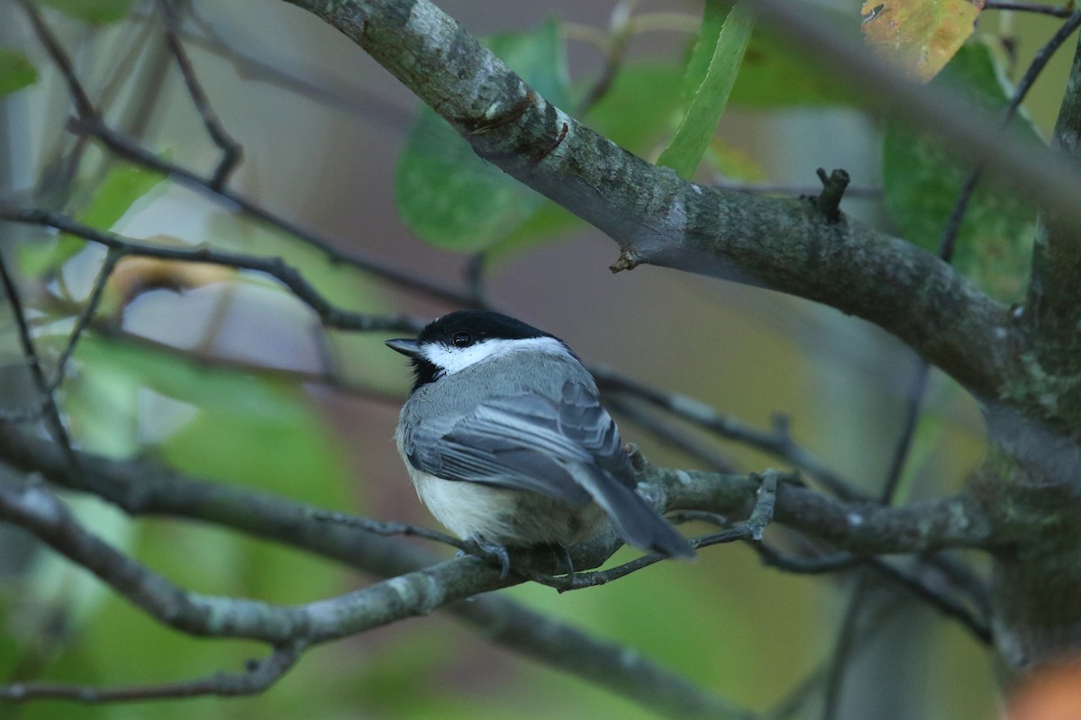 Carolina Chickadee - ML643936837