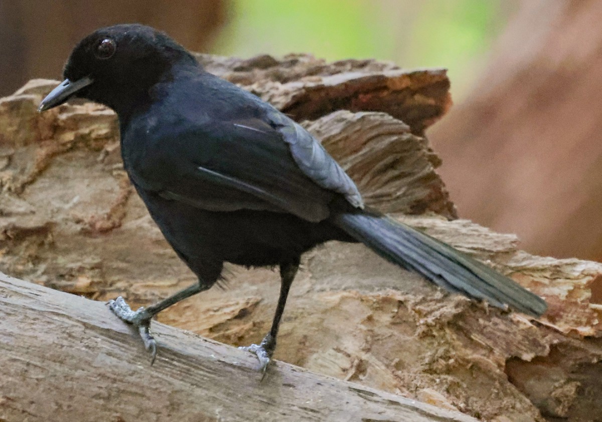 Tapajos Fire-eye - ML643936846