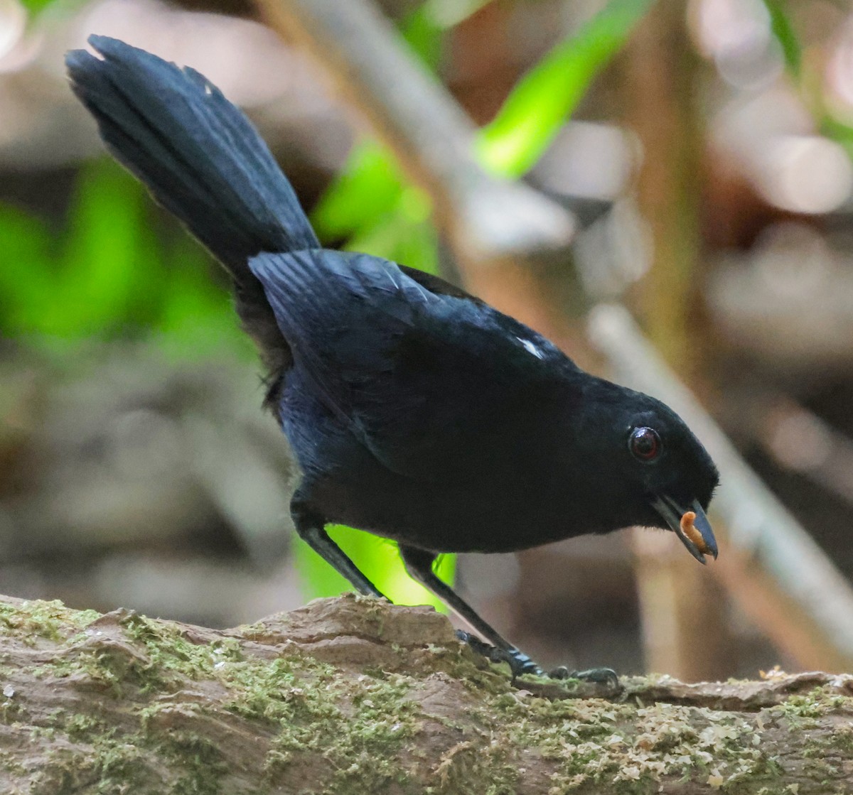 Tapajos Fire-eye - ML643936847