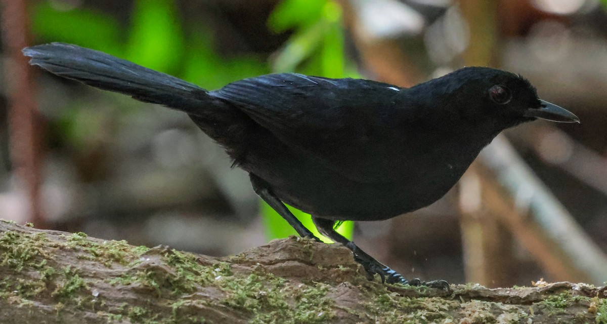 Tapajos Fire-eye - ML643936848