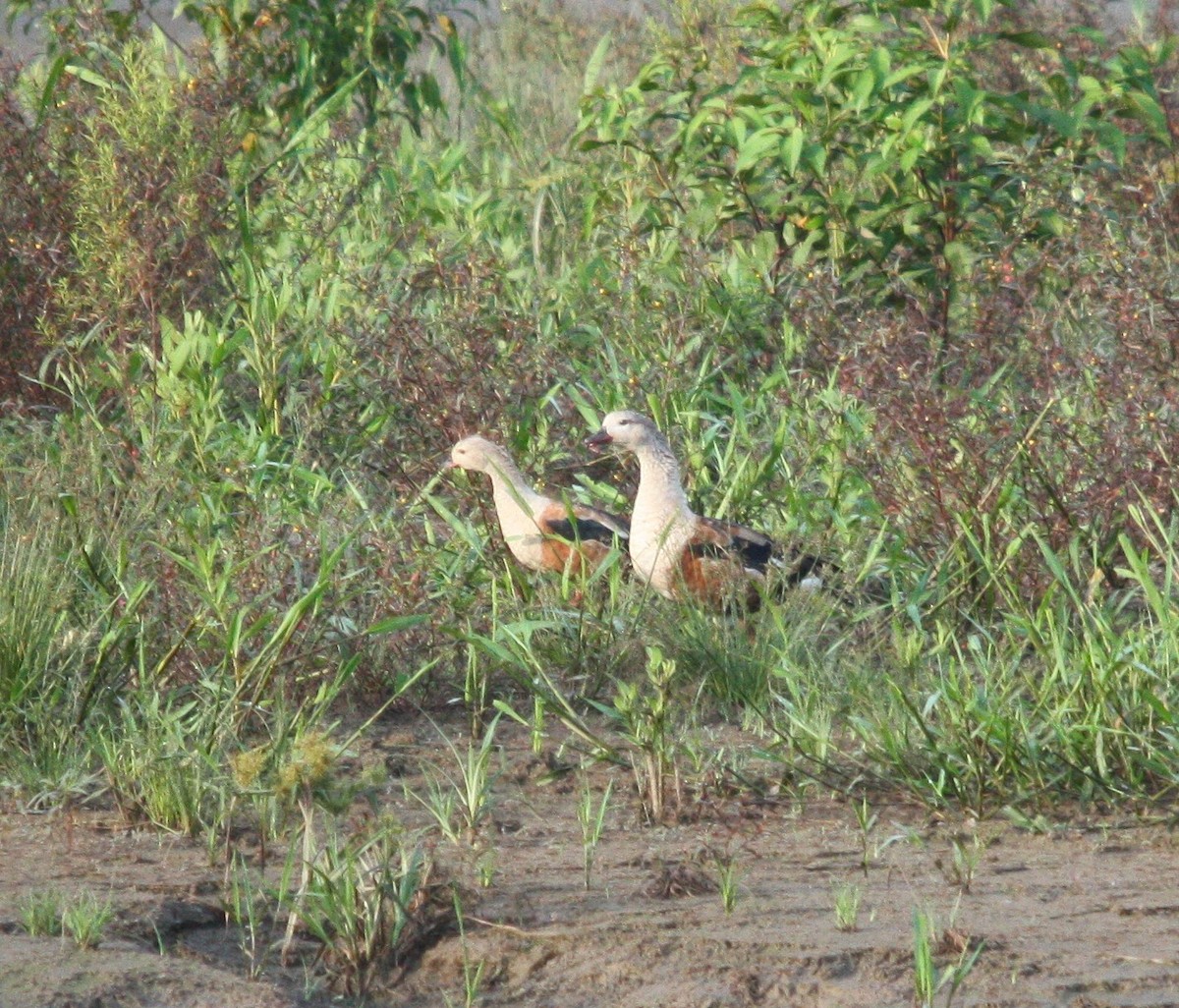 Orinoco Goose - ML643936864