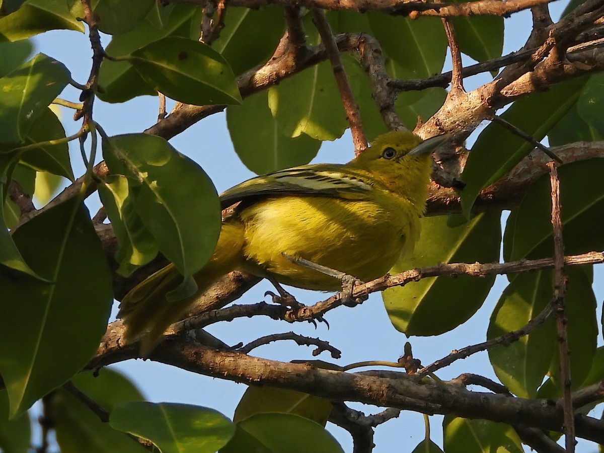 Petit Iora - ML643936883