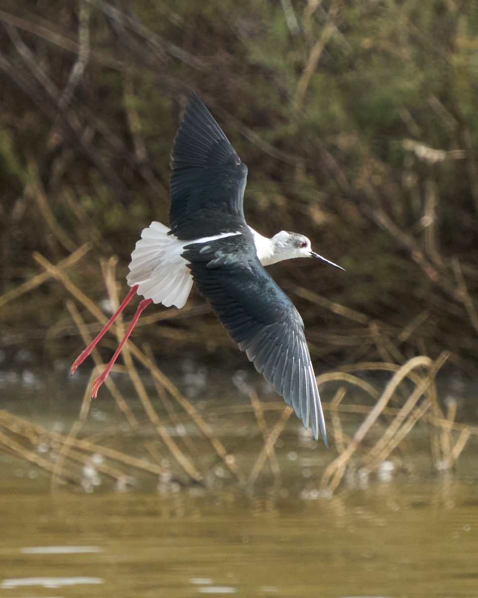高蹺鴴 - ML643936889