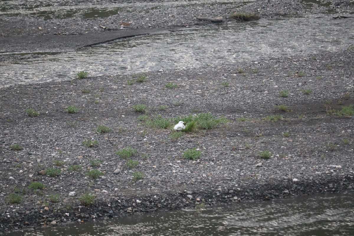 racek aljašský - ML643936890