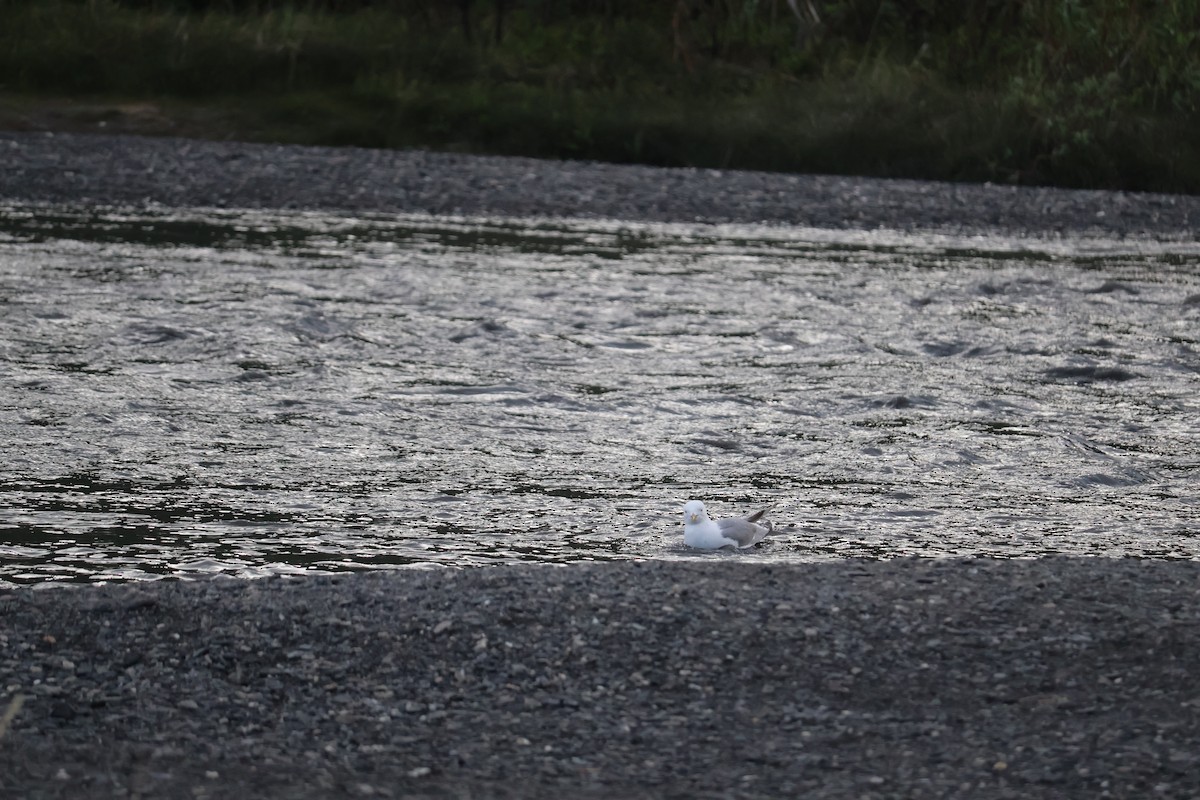 racek aljašský - ML643936897