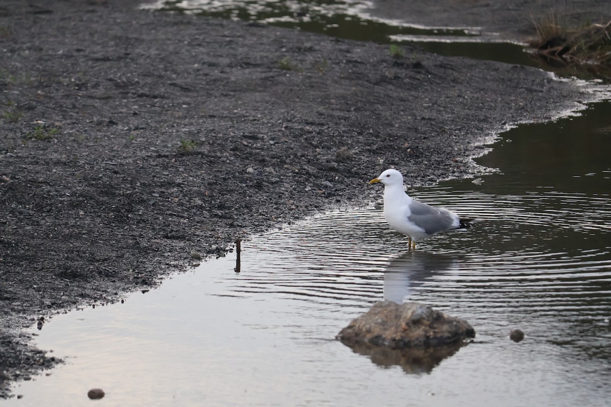 racek aljašský - ML643936898