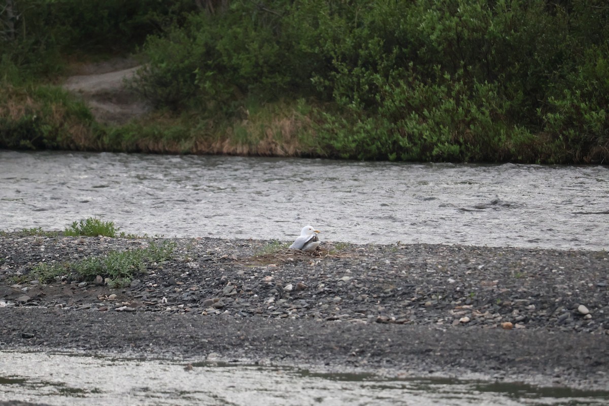 racek aljašský - ML643936899