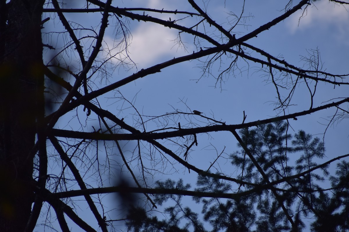 Hutton's Vireo - ML643936907