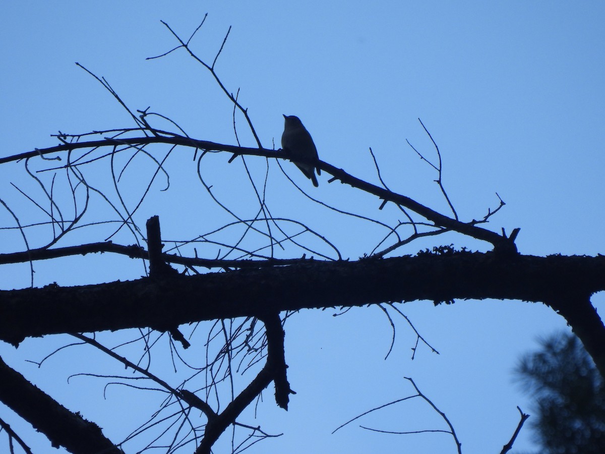 Hutton's Vireo - ML643936914