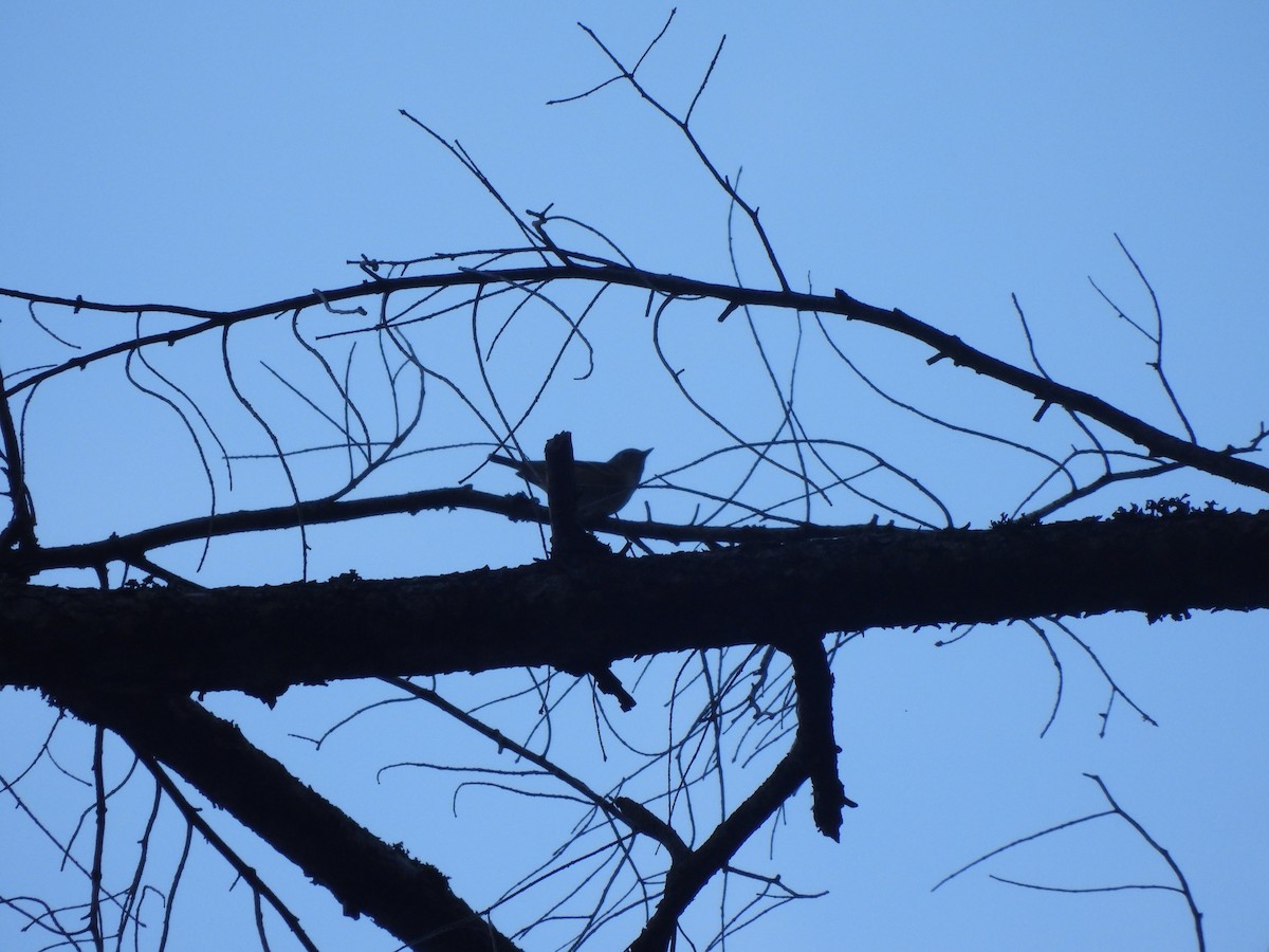 Hutton's Vireo - ML643936915