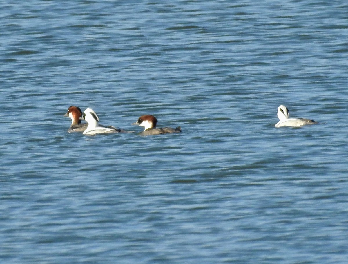 Цахиур бохио - ML643936937