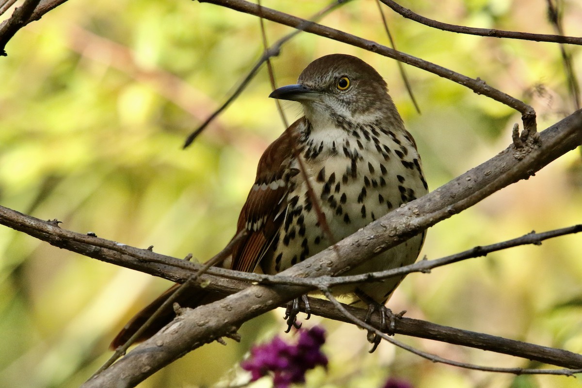 brunspottefugl - ML643936945