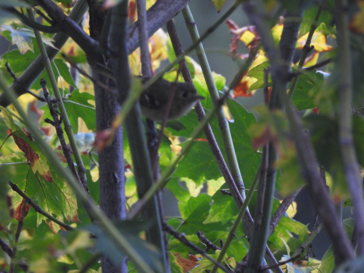 Hutton's Vireo - ML643936950