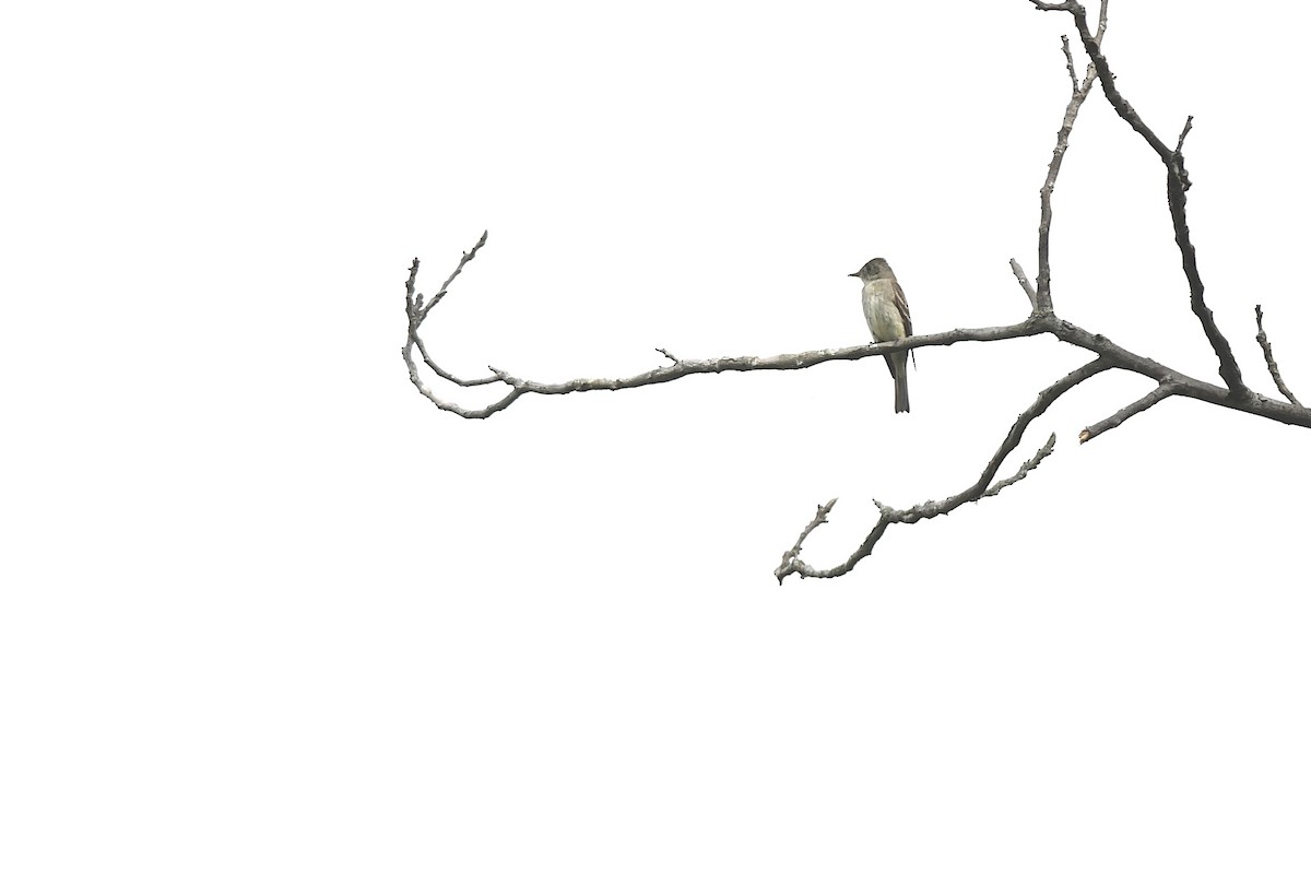 Eastern Wood-Pewee - ML643936956