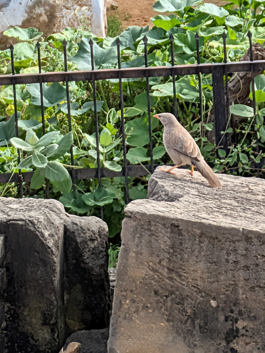 Jungle Babbler - ML643936962