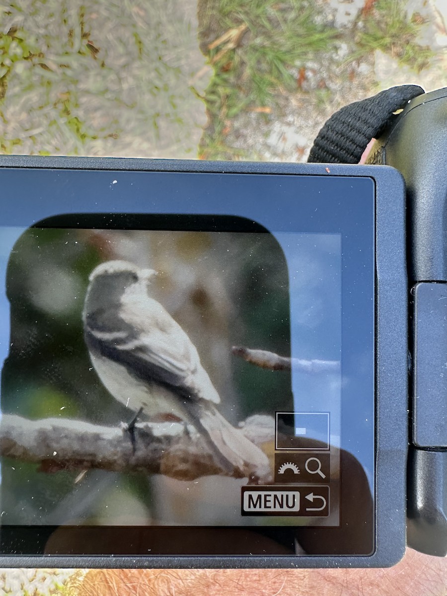 Moucherolle des aulnes ou M. des saules - ML643936965