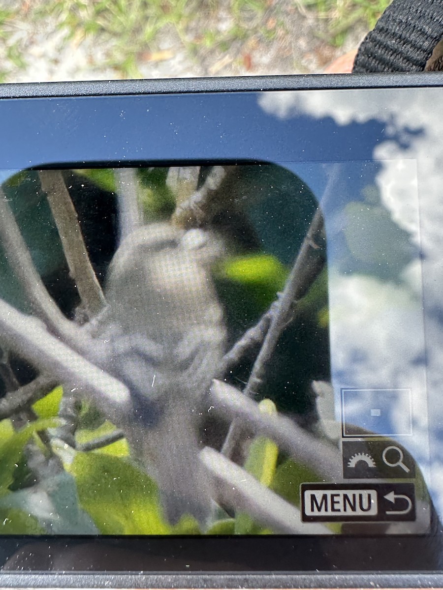 Moucherolle des aulnes ou M. des saules - ML643936966