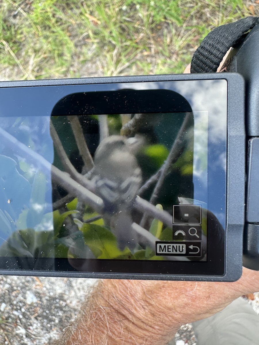 Moucherolle des aulnes ou M. des saules - ML643936967