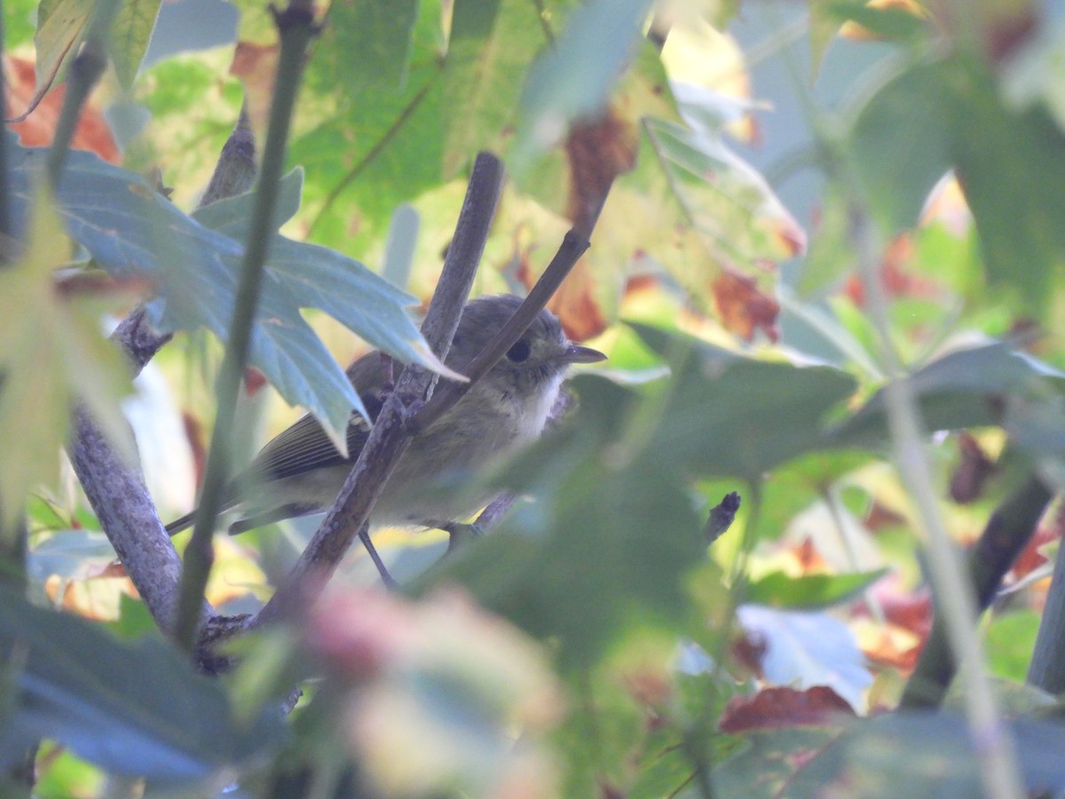 Hutton's Vireo - ML643936970