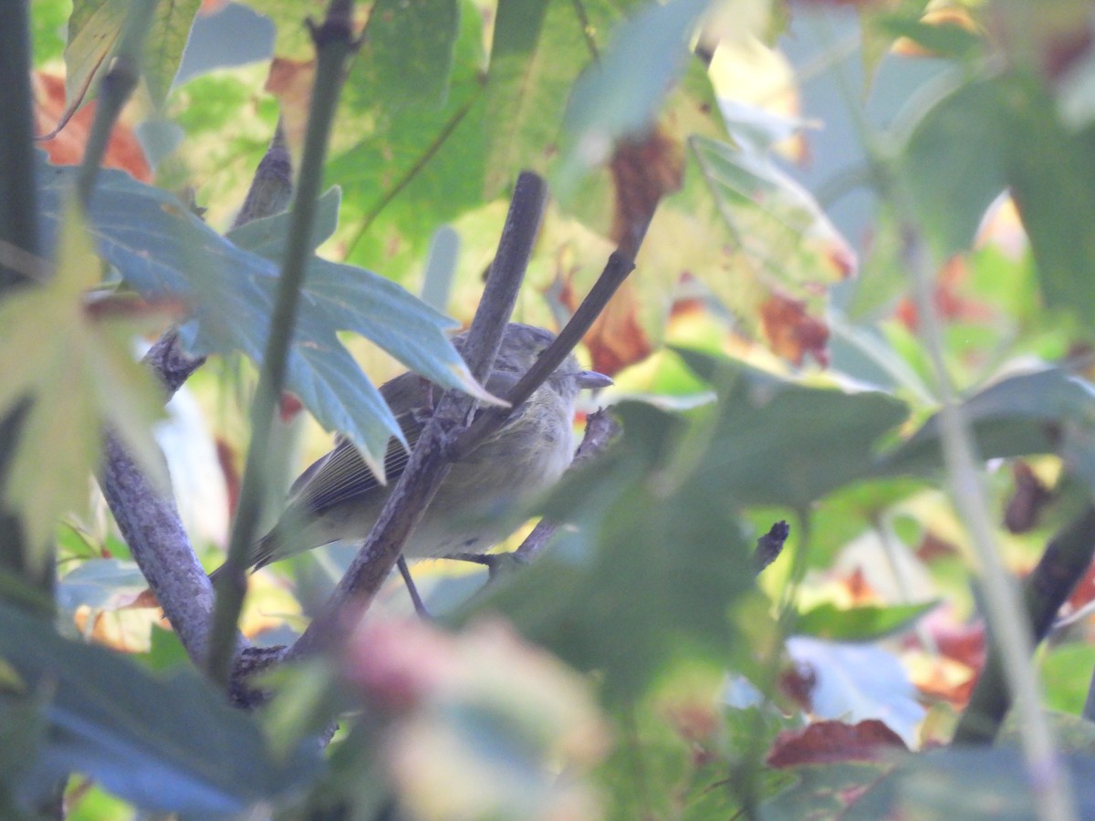 Hutton's Vireo - ML643936971