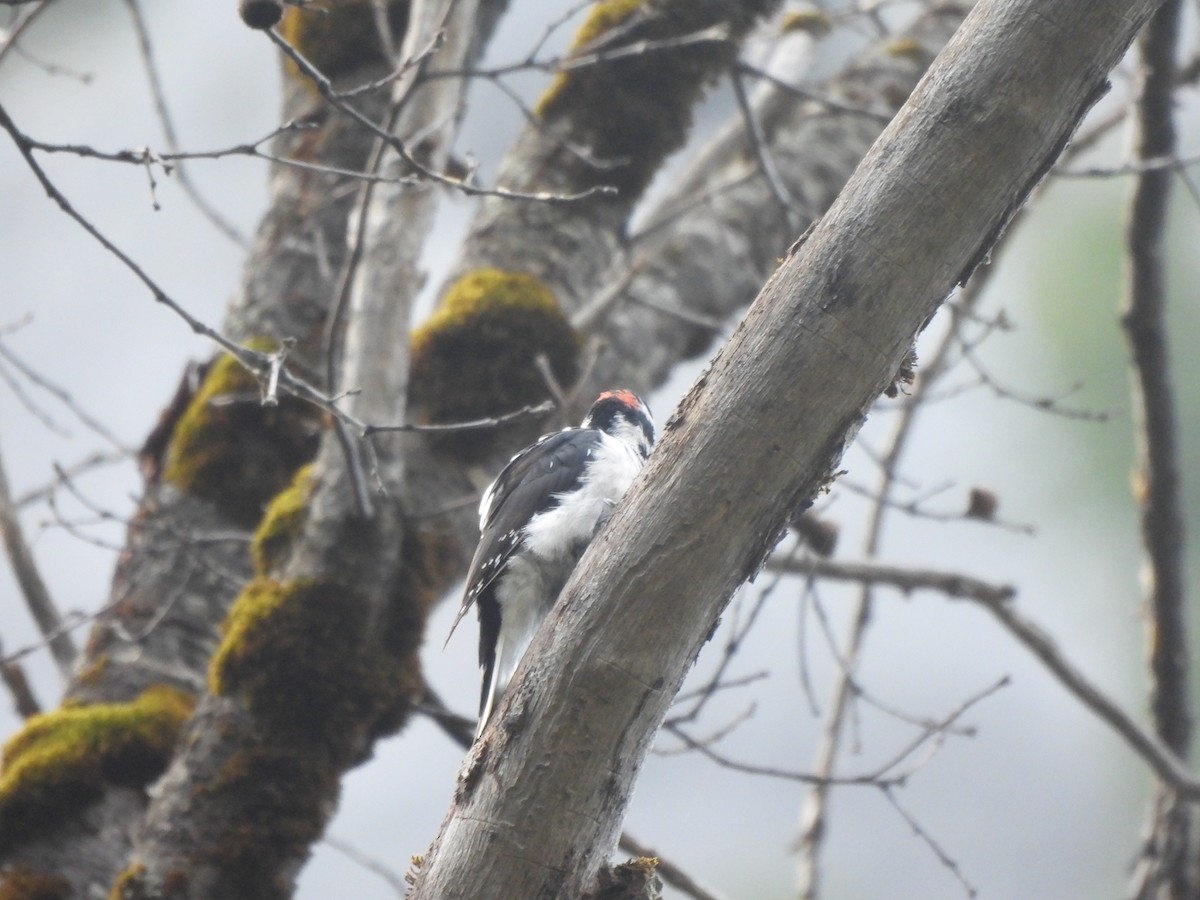 Hairy Woodpecker - ML643936976