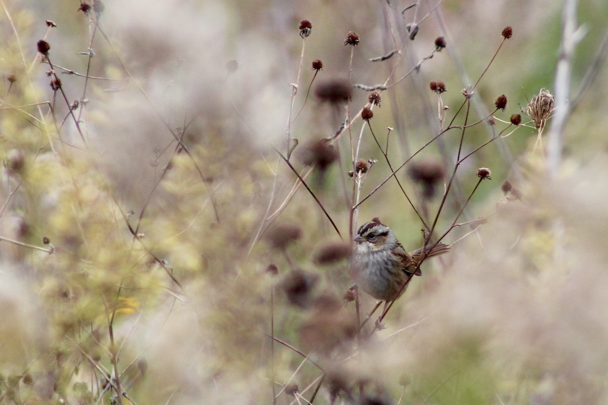 Swamp Sparrow - ML643936981