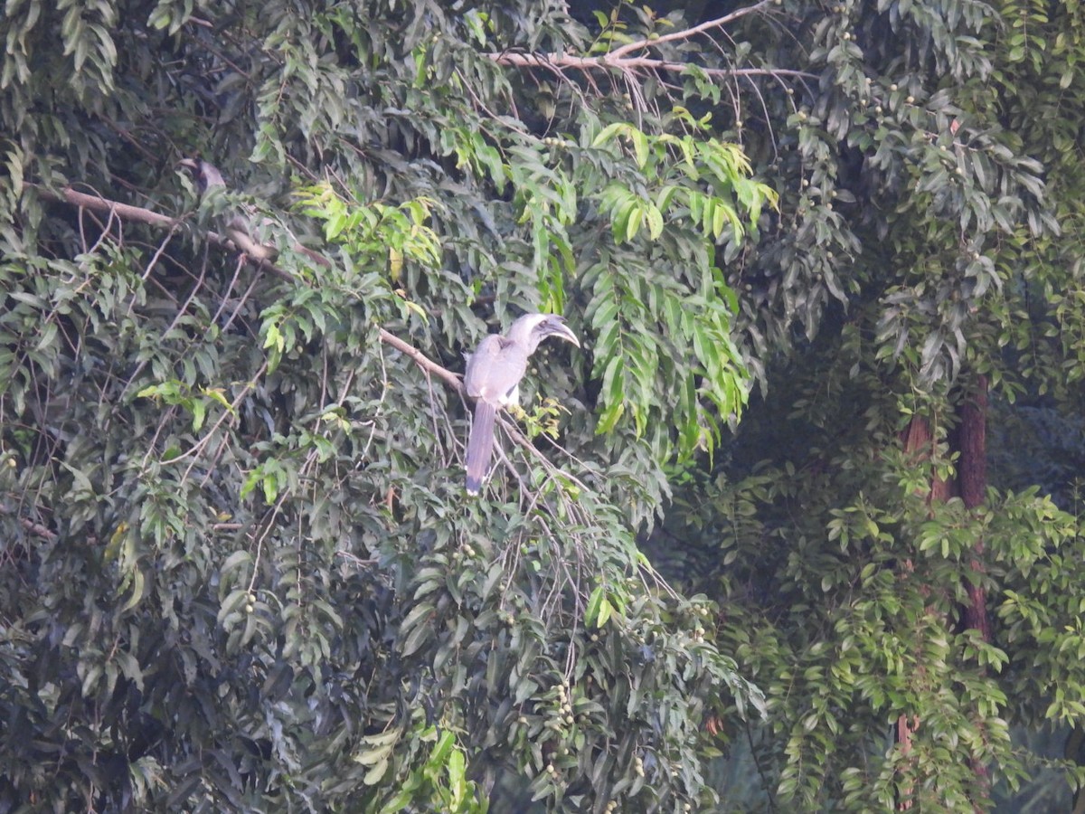 Indian Gray Hornbill - ML643937008