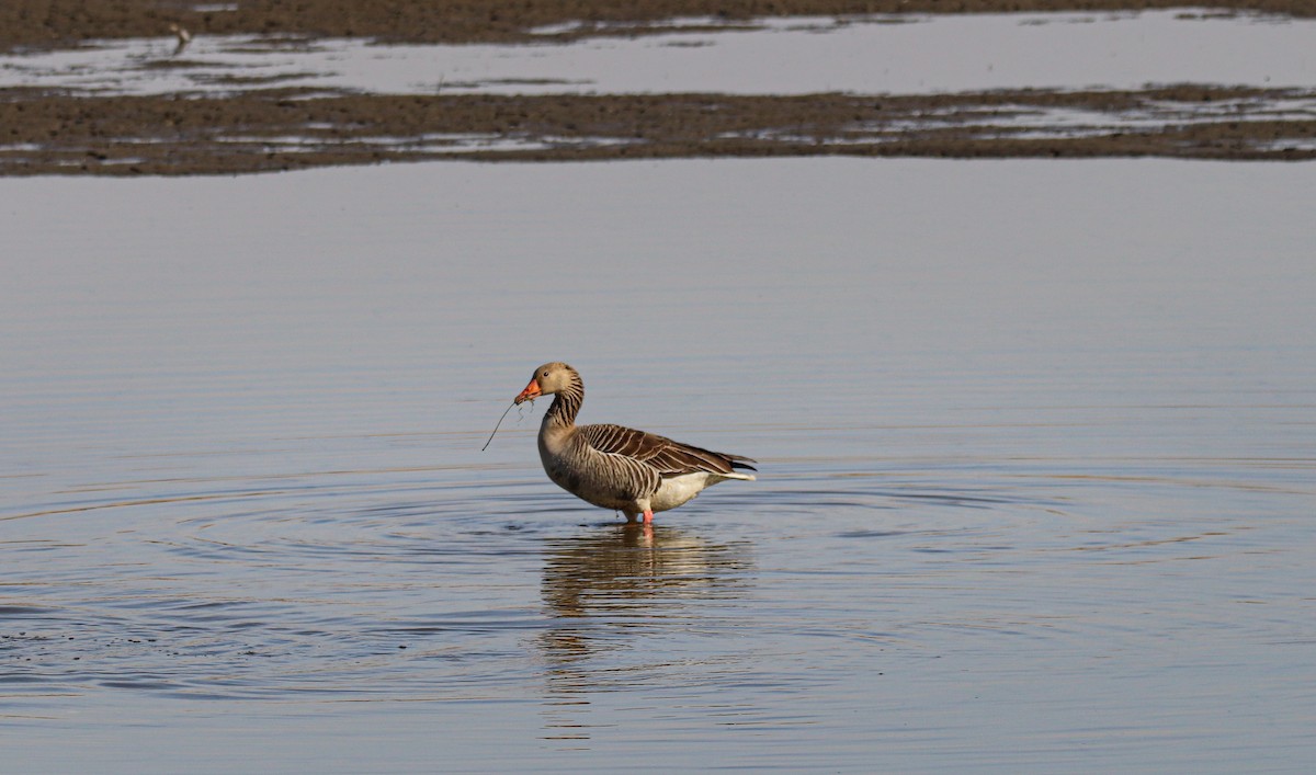 Graylag Goose - ML643937009
