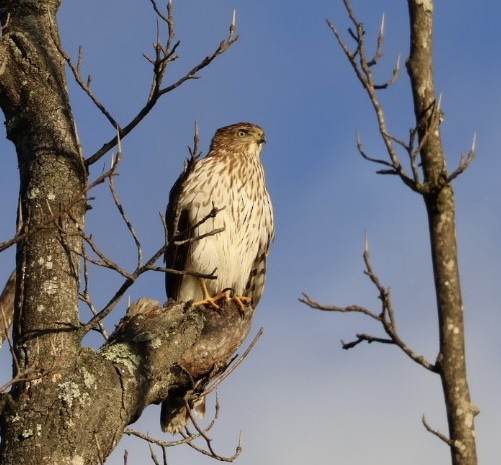 Cooper's Hawk - ML643937011