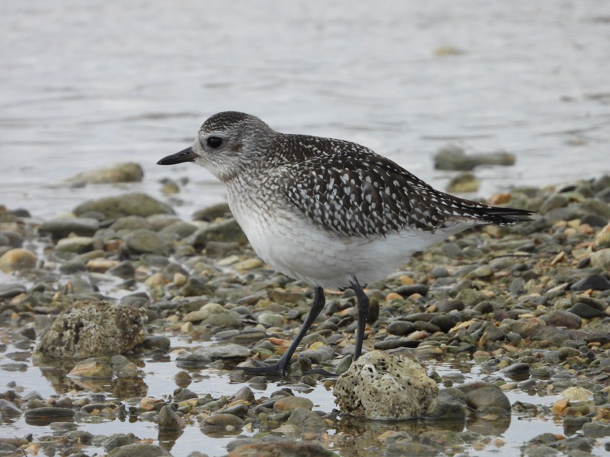 Black-bellied Plover - ML643937024