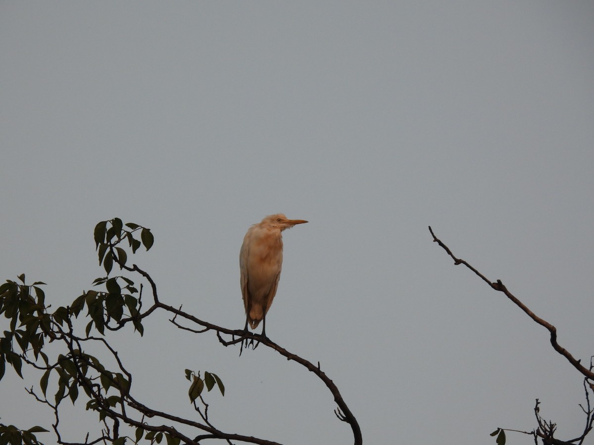 Eastern Cattle-Egret - ML643937028