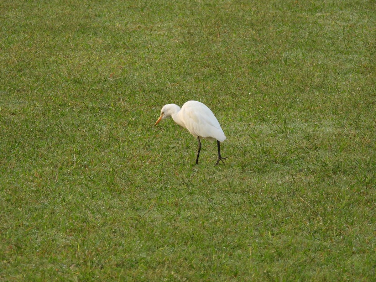 Eastern Cattle-Egret - ML643937029