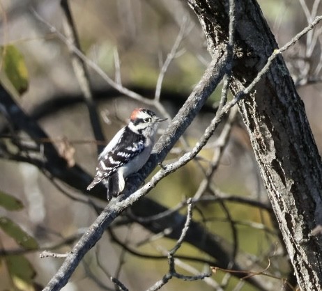 Downy Woodpecker - ML643937031