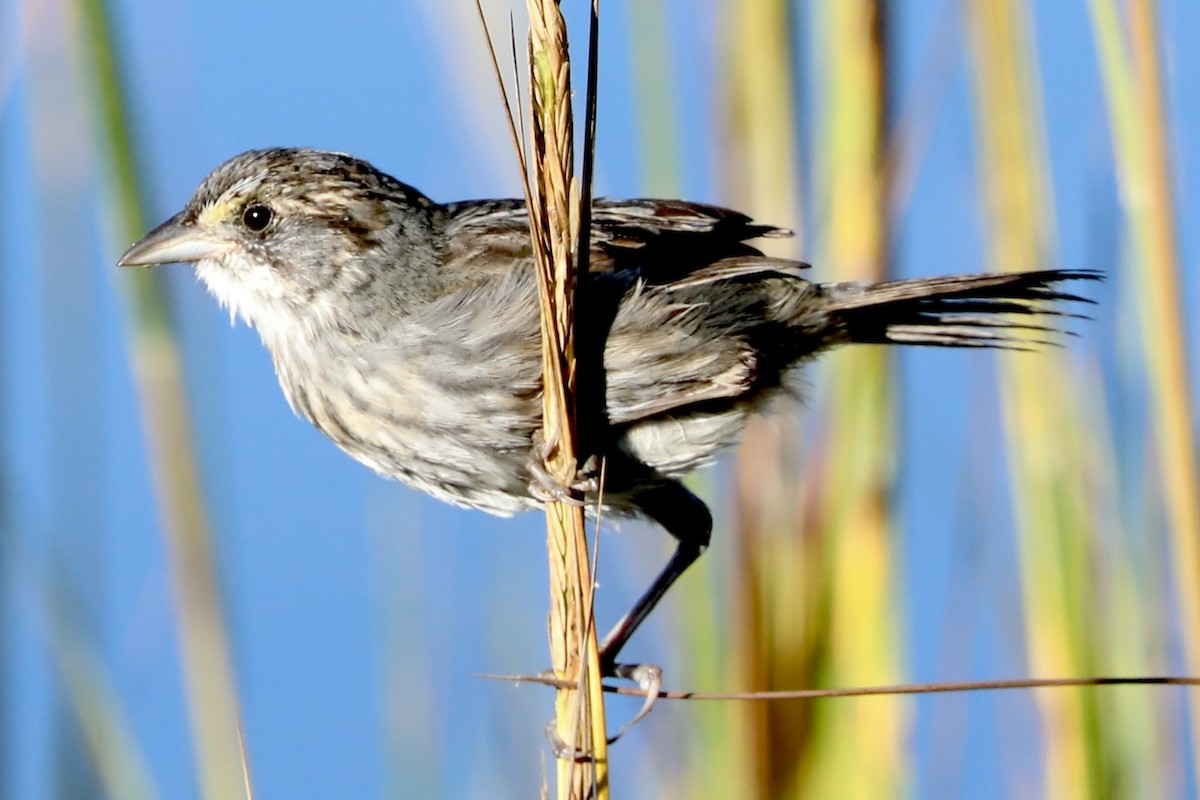 Seaside Sparrow - ML643937033