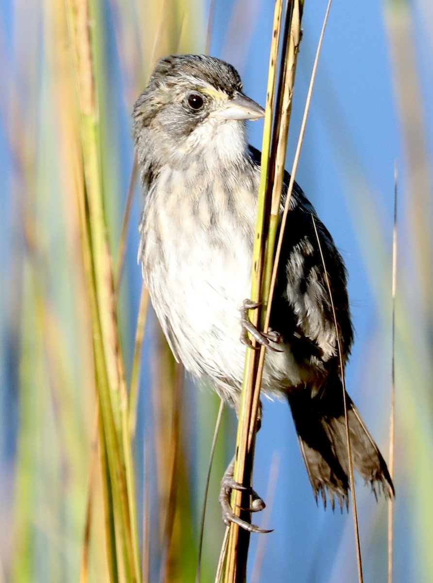Seaside Sparrow - ML643937034
