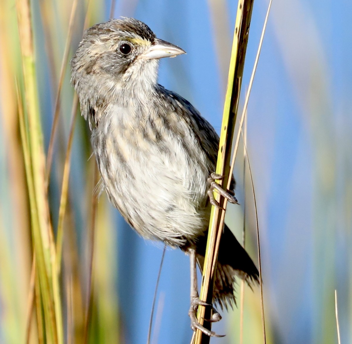 Seaside Sparrow - ML643937035