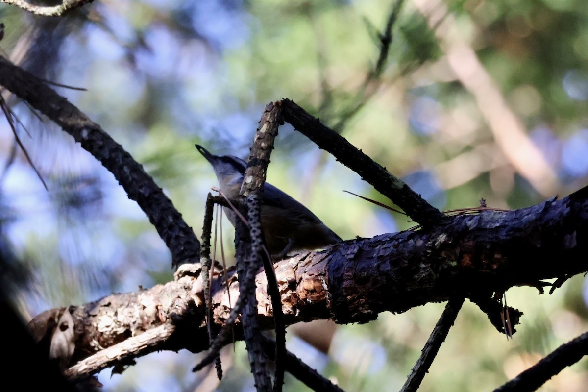Red-breasted Nuthatch - ML643937039