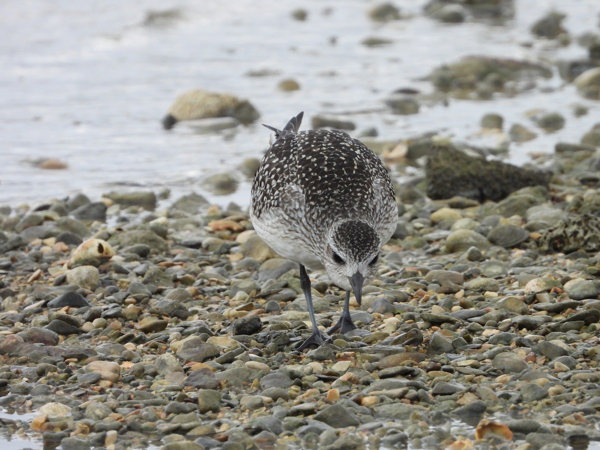 Black-bellied Plover - ML643937073