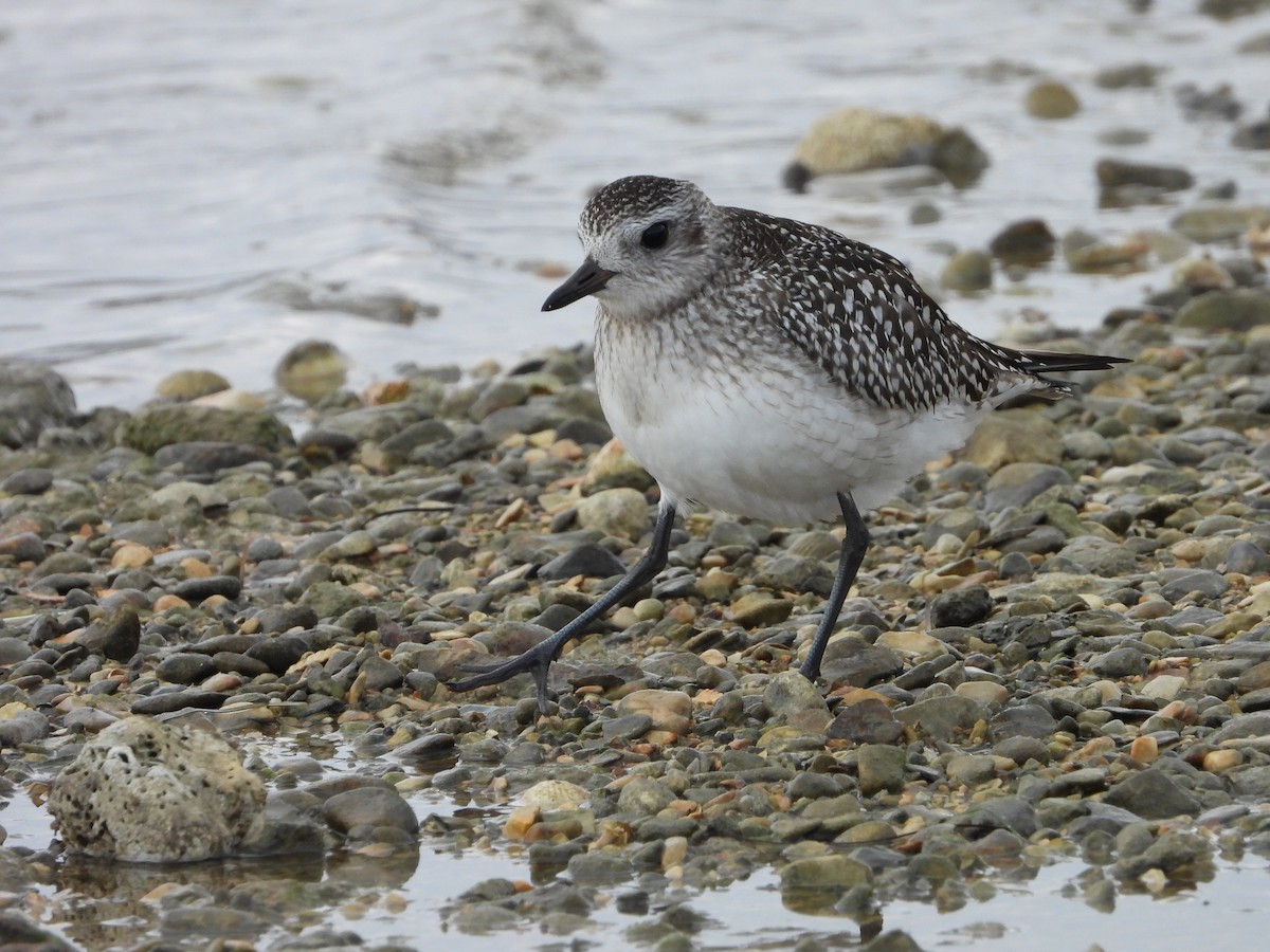 Black-bellied Plover - ML643937074