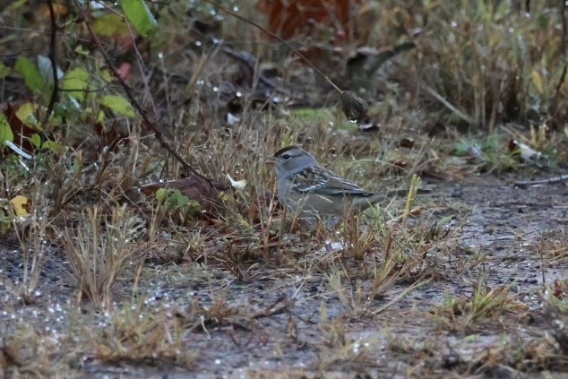 White-crowned Sparrow - ML643937076
