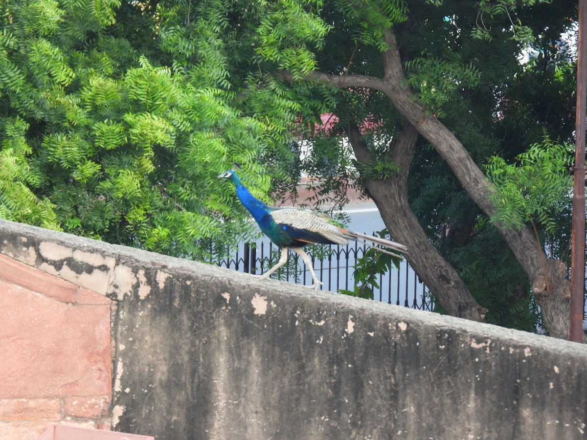 Indian Peafowl - ML643937077