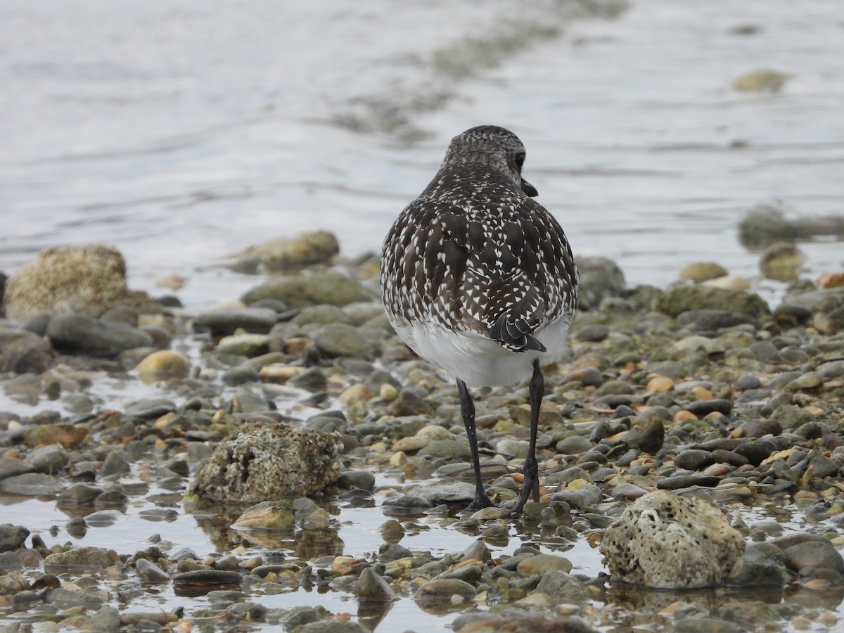 Black-bellied Plover - ML643937105