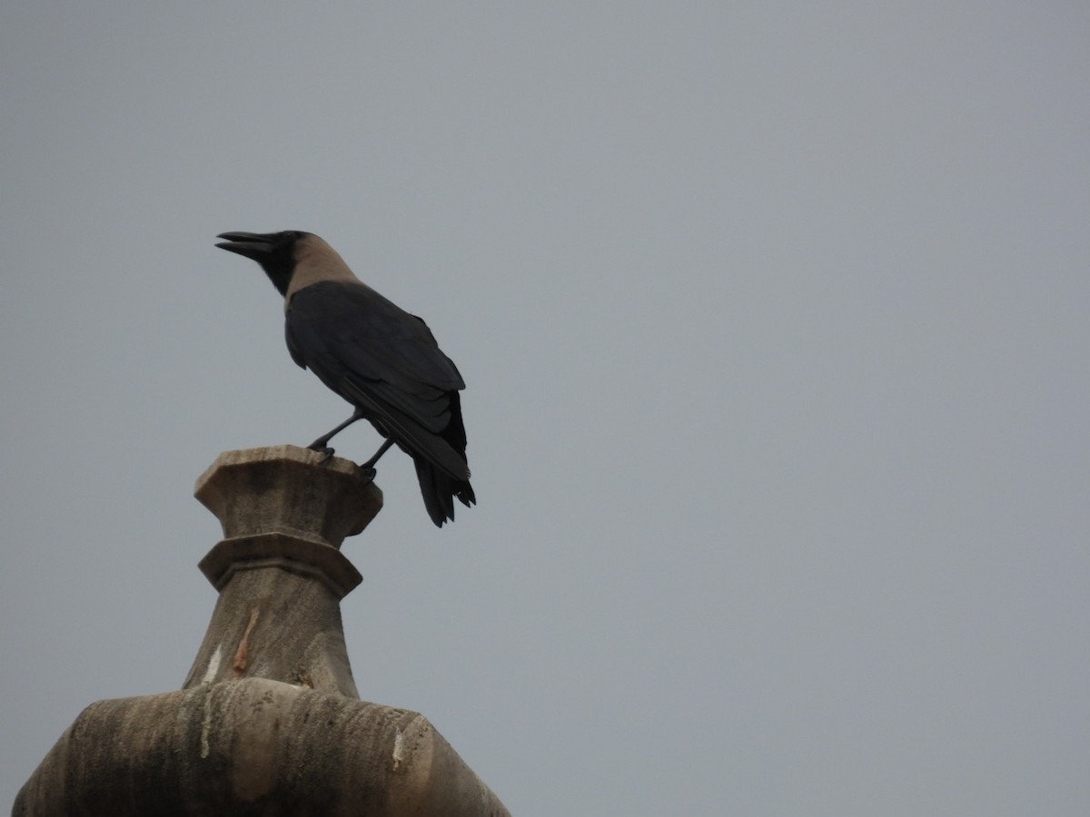 House Crow - ML643937116