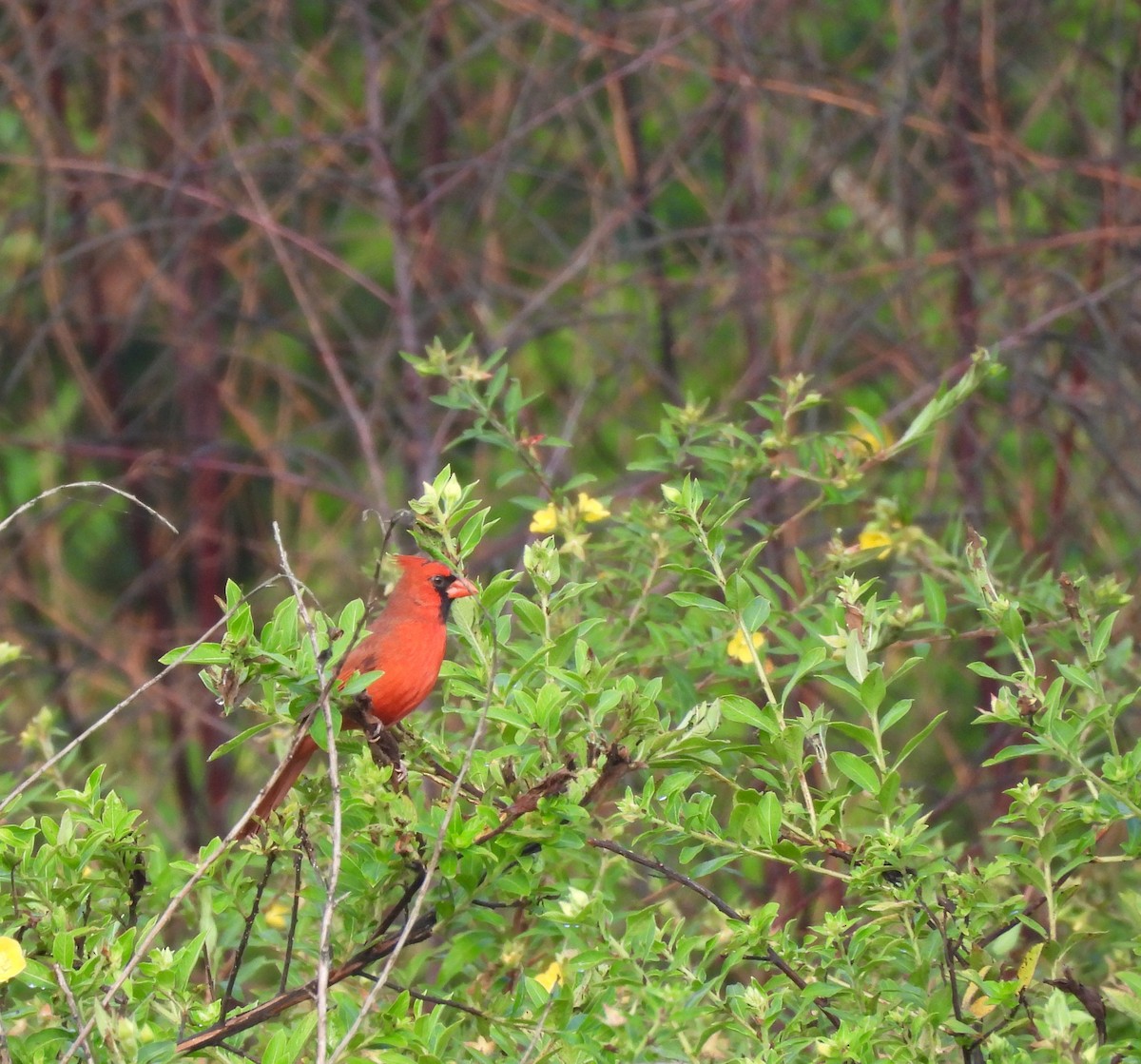 Northern Cardinal - ML643937118