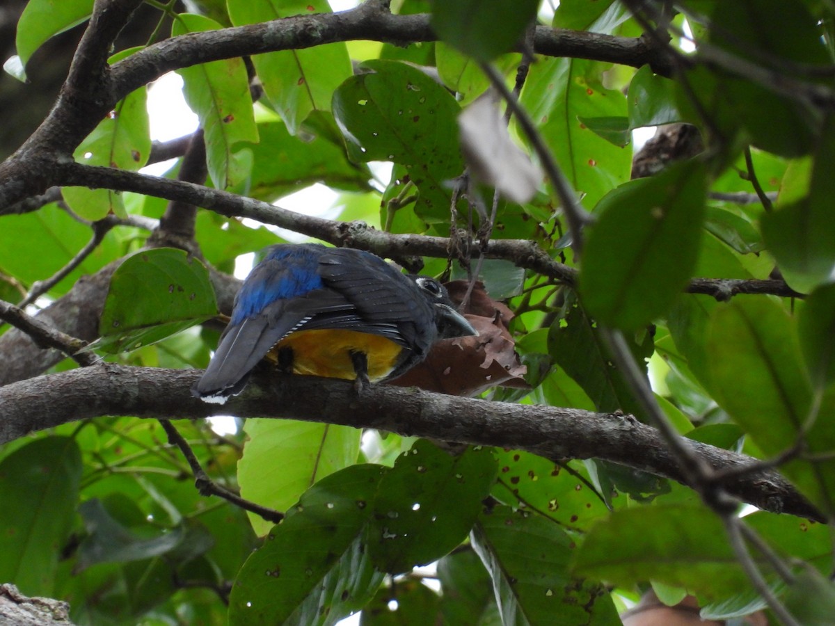 Green-backed Trogon - ML643937139